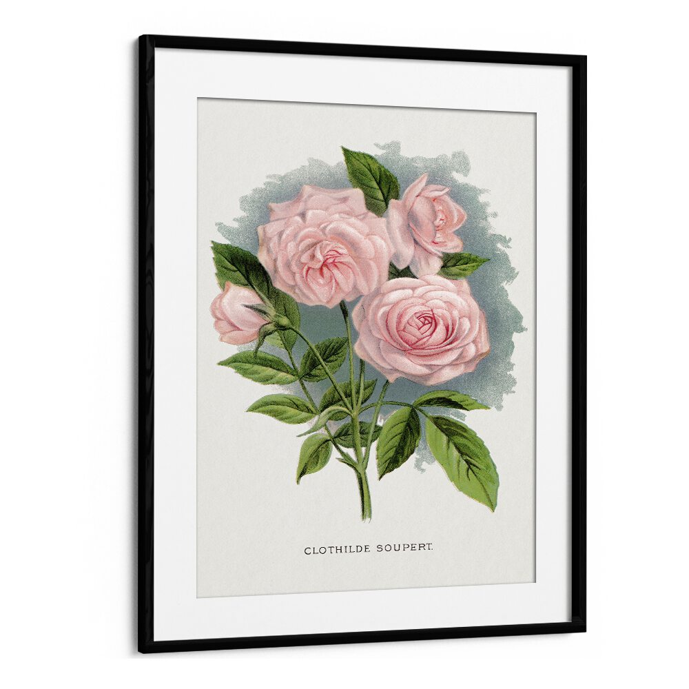 Pink Rose Botanical Flower Paintings Artwork  in Black Frame With Mount