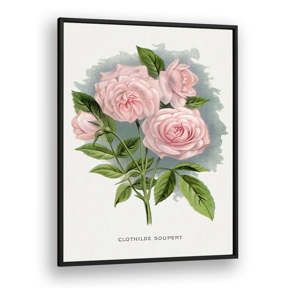 Pink Rose Botanical Flower Paintings Artwork  in Black Plain Frame