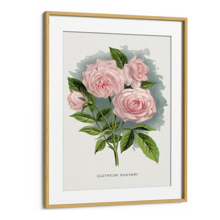 Pink Rose Botanical Flower Paintings Artwork in Oak Wood Frame With Mount