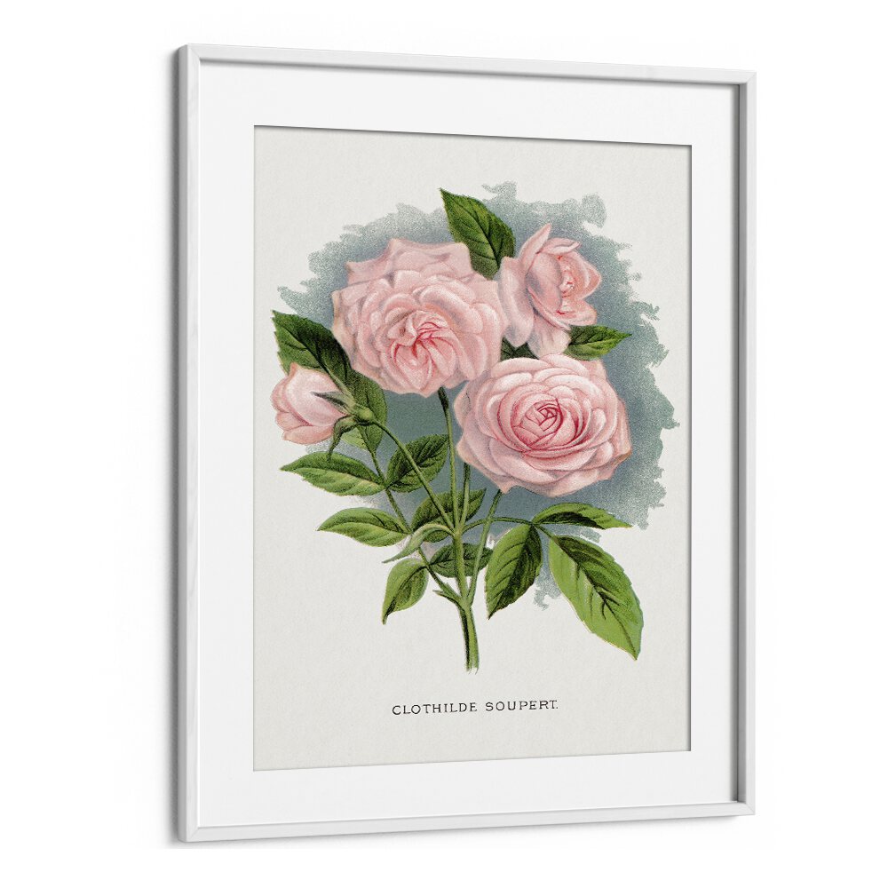 Pink Rose Botanical Flower Paintings Artwork  in White frame With Mount