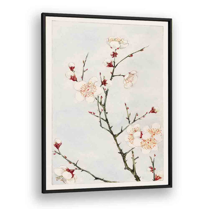 Plum Branches With Blossoms (1870-1880) Japanese Art Artwork in Black Plain Frame
