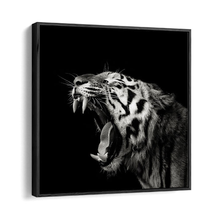 PRIMAL YAWN II WILDLIFE PHOTOGRAPHY in Black Floater Frame