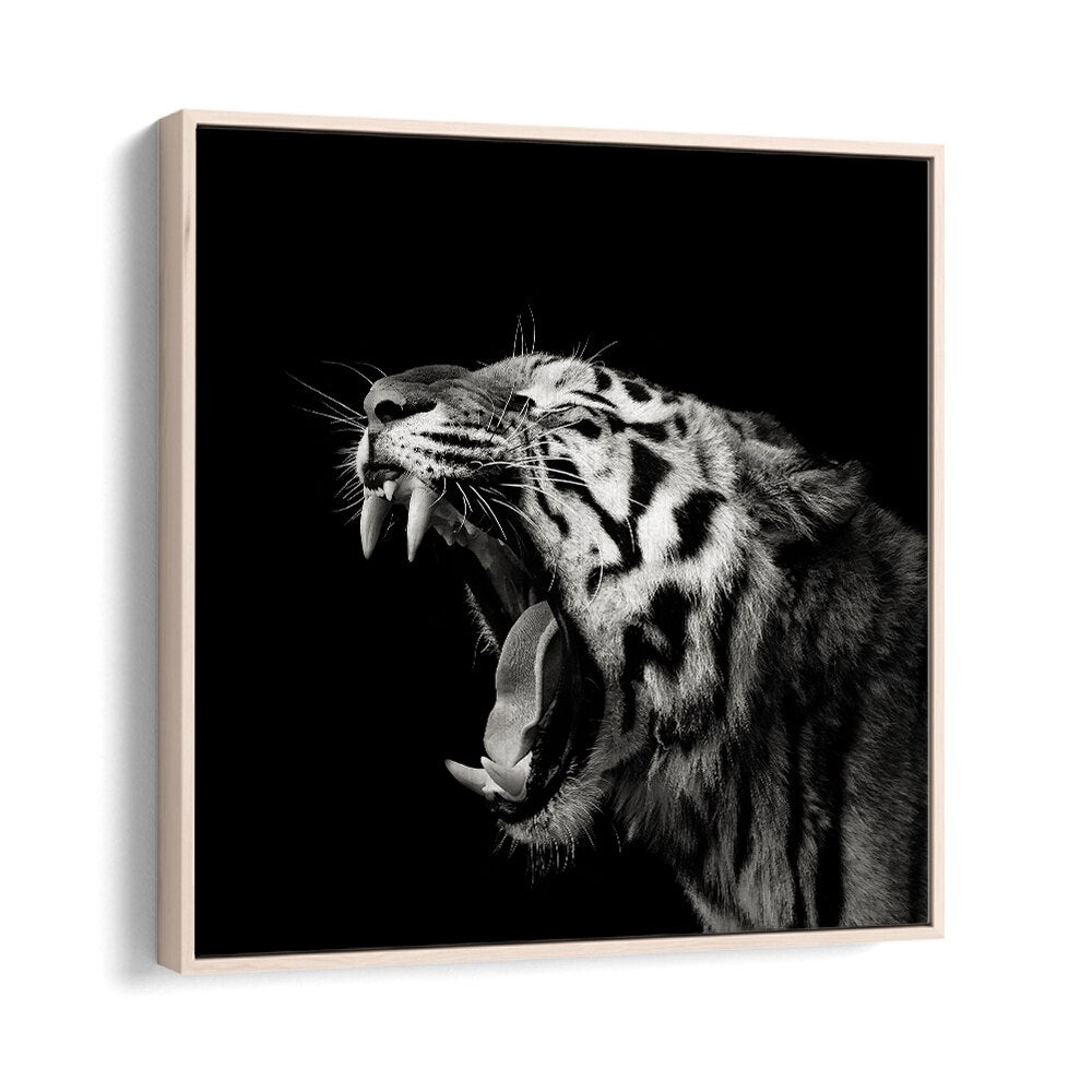 PRIMAL YAWN II WILDLIFE PHOTOGRAPHY in Oak Wood Floater Frame