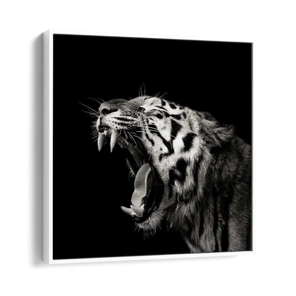 PRIMAL YAWN II WILDLIFE PHOTOGRAPHY in White Floater Frame