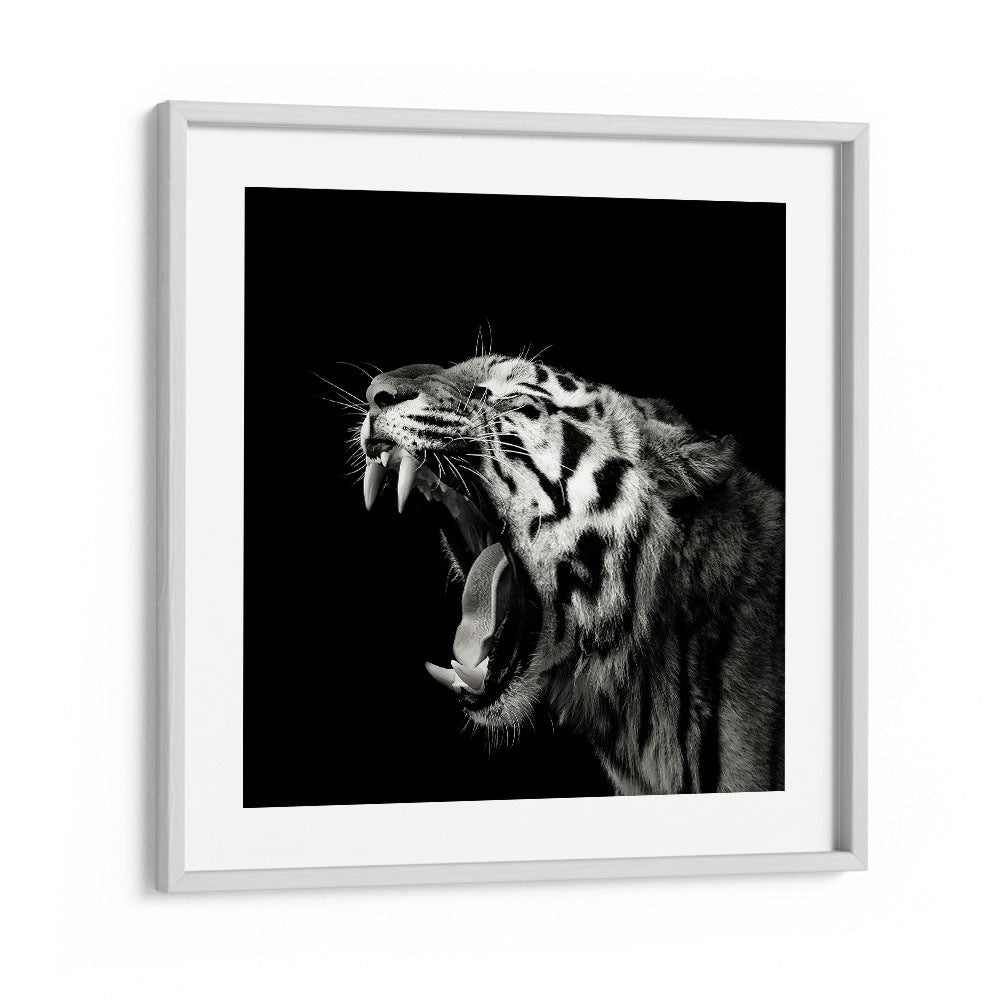 PRIMAL YAWN II WILDLIFE PHOTOGRAPHY in White Frame With Mount