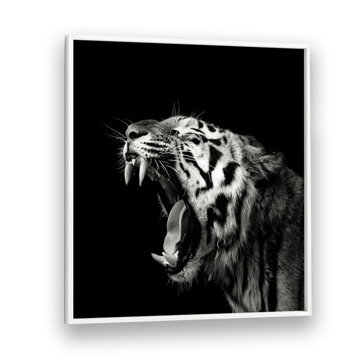 PRIMAL YAWN II WILDLIFE PHOTOGRAPHY in White Plain Frame