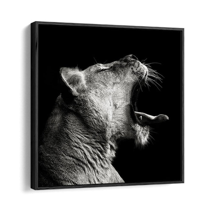 PRIMAL YAWN WILDLIFE PHOTOGRAPHY in Black Floater Frame