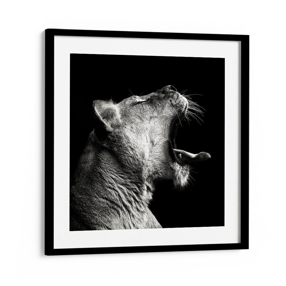 PRIMAL YAWN WILDLIFE PHOTOGRAPHY in Black Frame With Mount