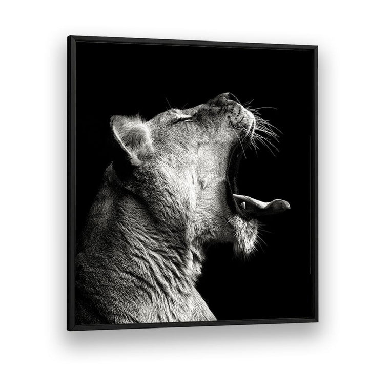 PRIMAL YAWN WILDLIFE PHOTOGRAPHY in Black Plain Frame