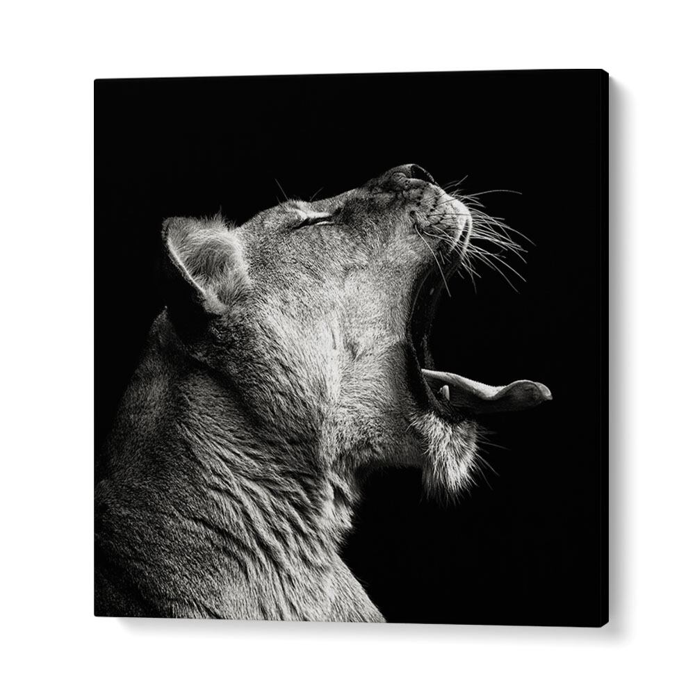 PRIMAL YAWN WILDLIFE PHOTOGRAPHY in Gallery Wrap