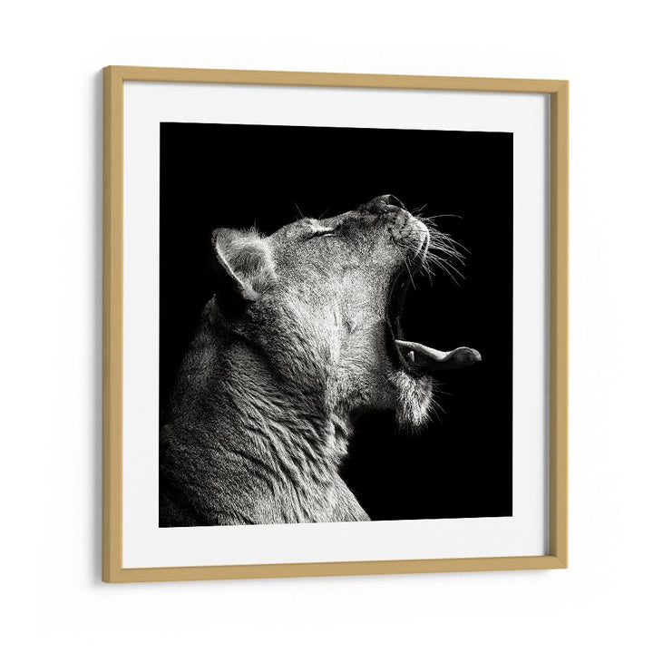 PRIMAL YAWN WILDLIFE PHOTOGRAPHY in Oak Wood Frame With Mount