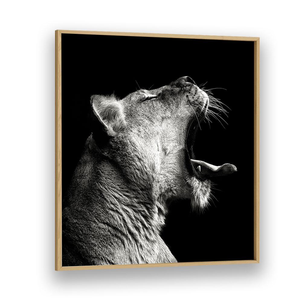 PRIMAL YAWN WILDLIFE PHOTOGRAPHY in Oak Wood Plain Frame