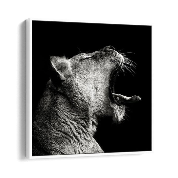 PRIMAL YAWN WILDLIFE PHOTOGRAPHY in White Floater Frame