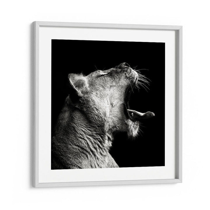 PRIMAL YAWN WILDLIFE PHOTOGRAPHY in White Frame With Mount