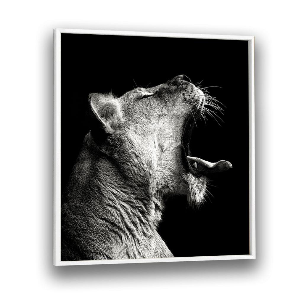 PRIMAL YAWN WILDLIFE PHOTOGRAPHY in White Plain Frame