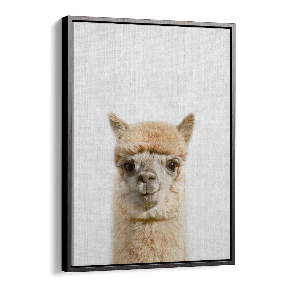 Peekaboo Alpaca By Lola Peacock Kids Room Paintings in Black Floater Frame