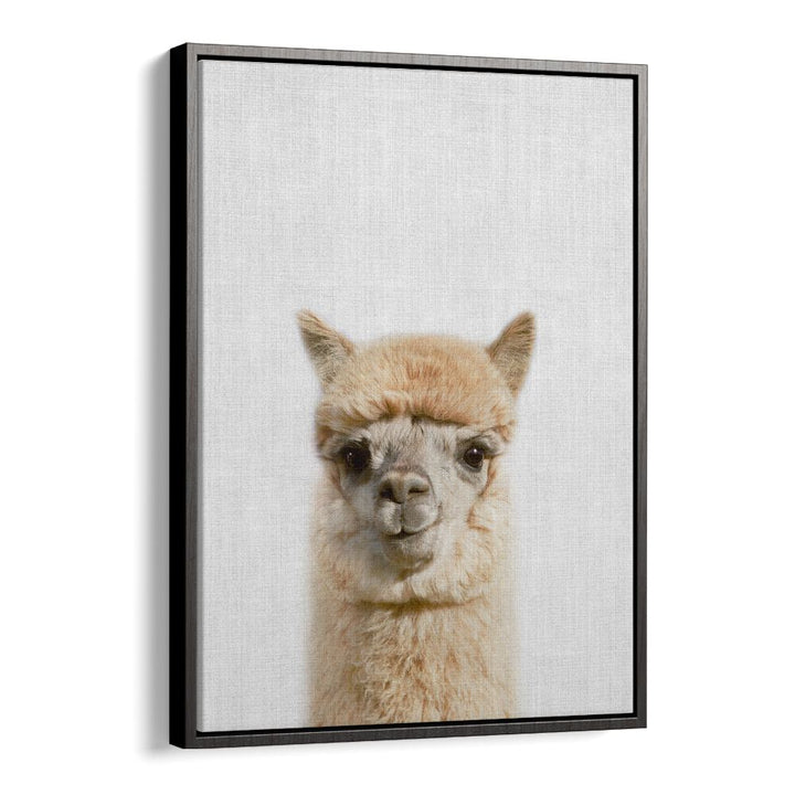 Peekaboo Alpaca By Lola Peacock Kids Room Paintings in Black Floater Frame