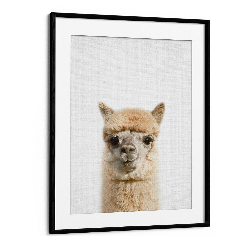 Peekaboo Alpaca By Lola Peacock Kids Room Paintings in Black Frame With Mount