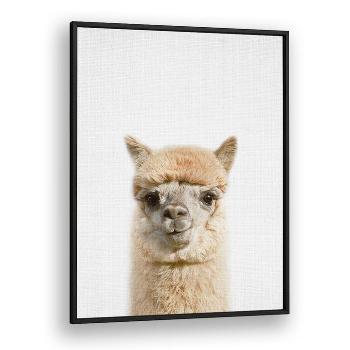 Peekaboo Alpaca By Lola Peacock Kids Room Paintings in Black Plain Frame