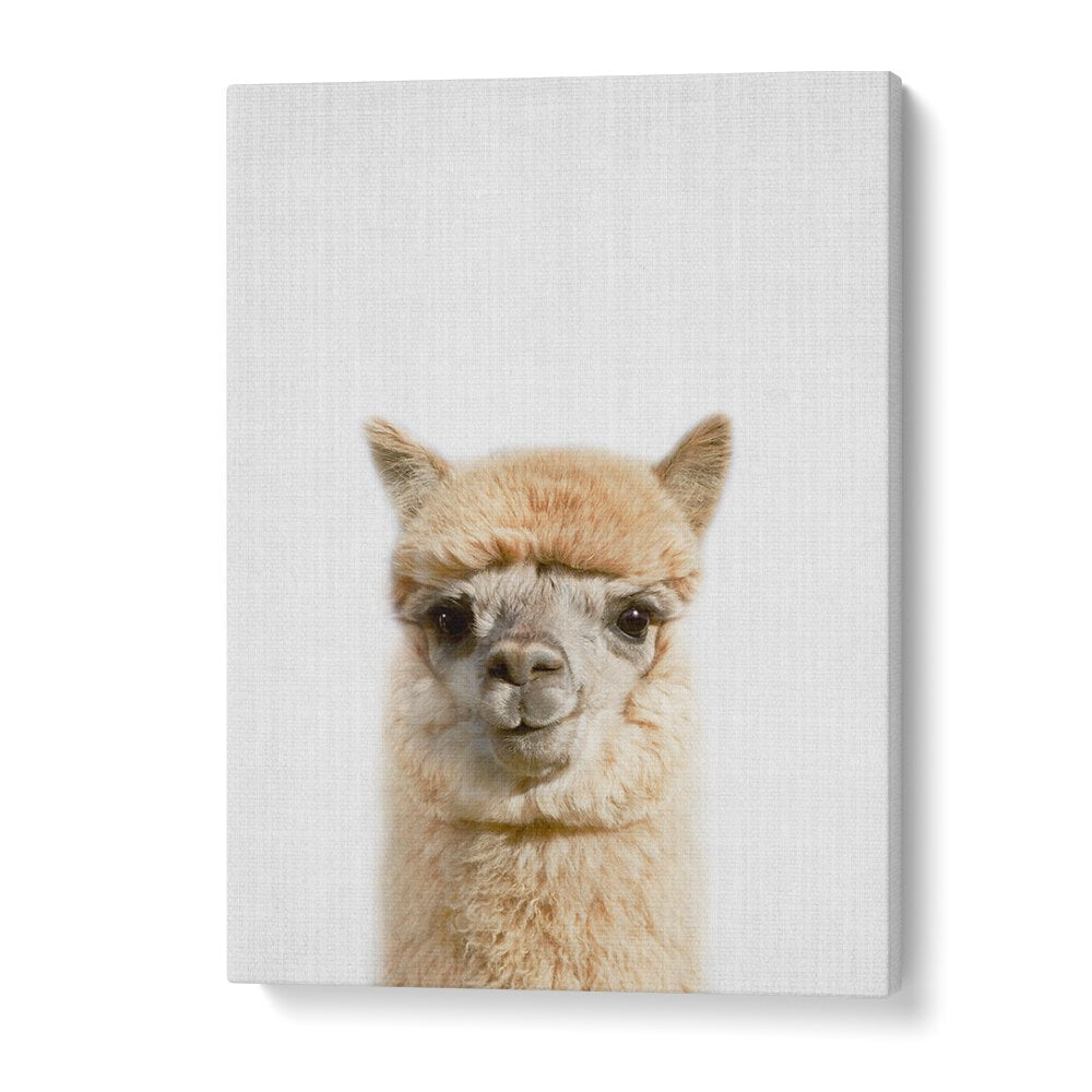 Peekaboo Alpaca By Lola Peacock Kids Room Paintings in Gallery Wrap