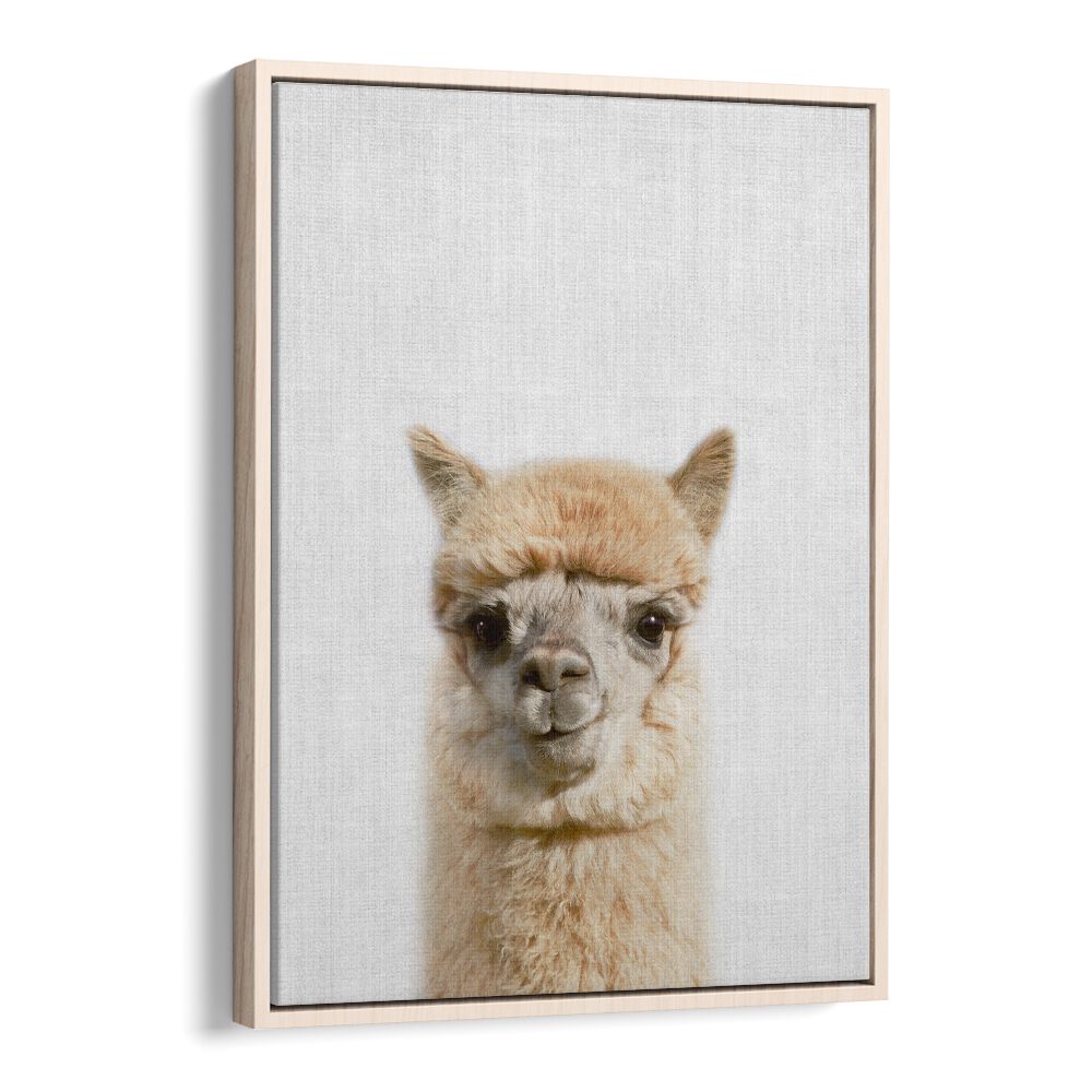 Peekaboo Alpaca By Lola Peacock Kids Room Paintings in Oak Wood Floater Frame