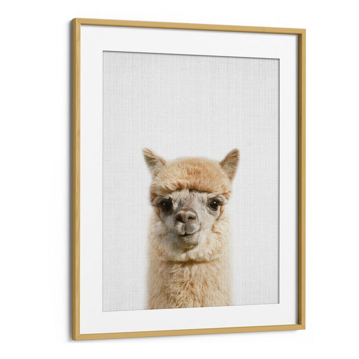 Peekaboo Alpaca By Lola Peacock Kids Room Paintings in Oak Wood Frame With Mount