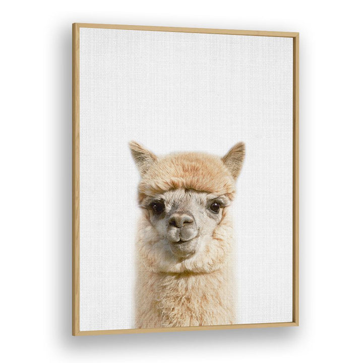 Peekaboo Alpaca By Lola Peacock Kids Room Paintings in Oak Wood Plain Frame