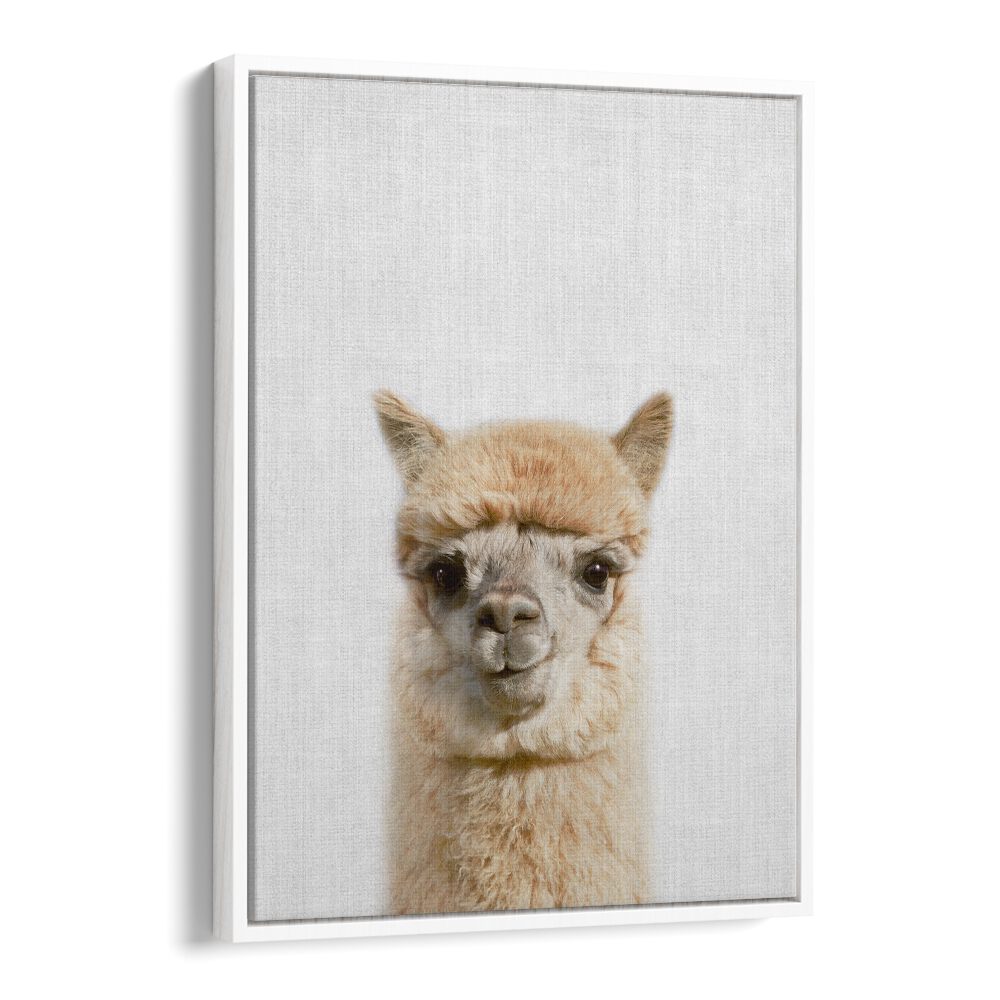 Peekaboo Alpaca By Lola Peacock Kids Room Paintings in White Floater Frame