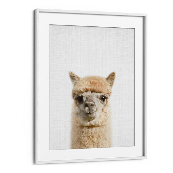 Peekaboo Alpaca By Lola Peacock Kids Room Paintings in White Frame With Mount