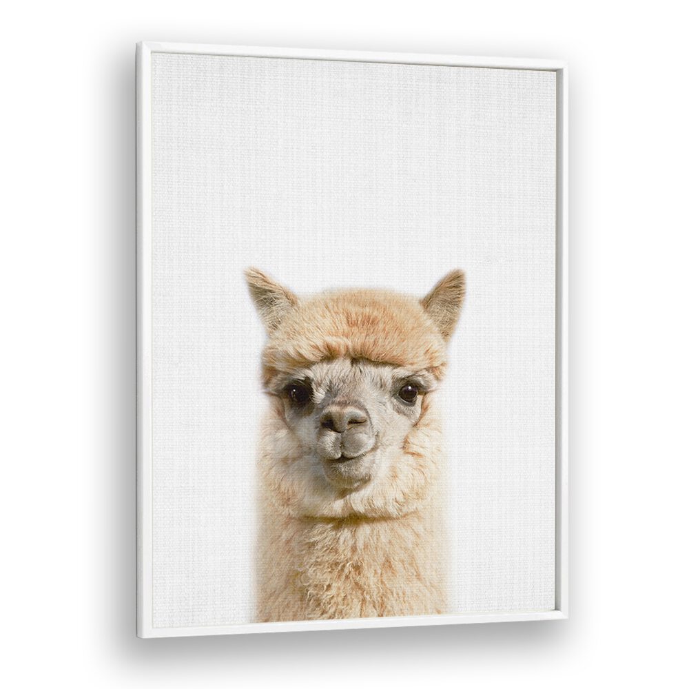 Peekaboo Alpaca By Lola Peacock Kids Room Paintings in White Plain Frame