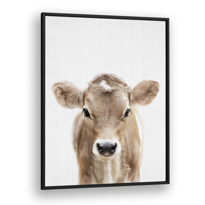 Peekaboo Baby Cow By Lola Peacock Kids Room Paintings in Black Plain Frame