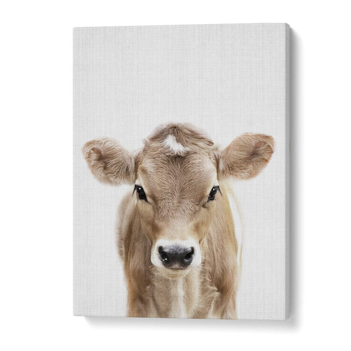 Peekaboo Baby Cow By Lola Peacock Kids Room Paintings in Gallery Wrap