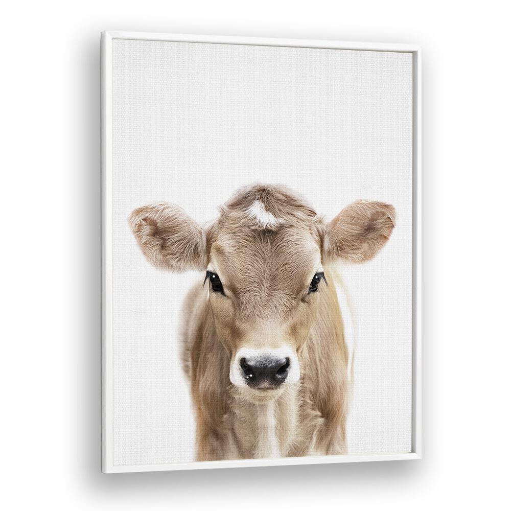 Peekaboo Baby Cow By Lola Peacock Kids Room Paintings in White Plain Frame