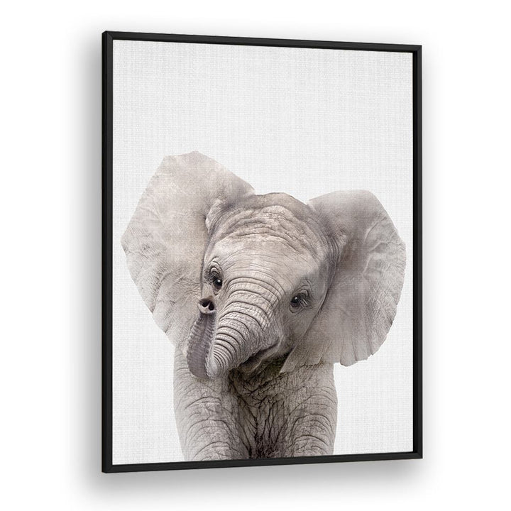 Peekaboo Baby Elephant By Lola Peacock Kids Room Paintings in Black Plain Frame