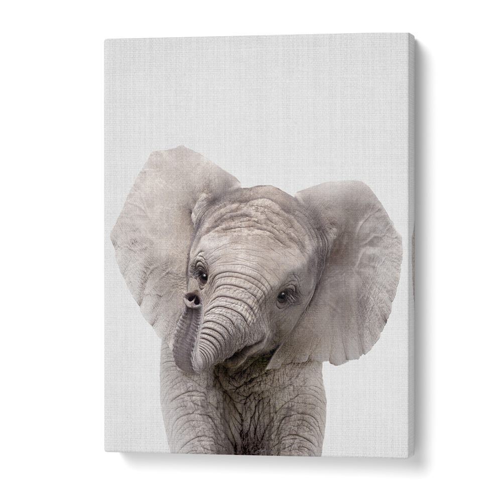 Peekaboo Baby Elephant By Lola Peacock Kids Room Paintings in Gallery Wrap