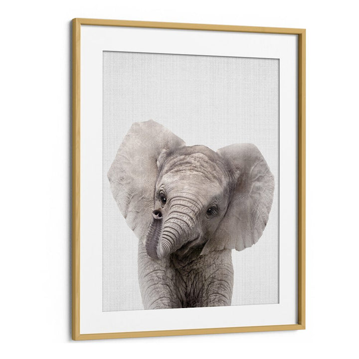 Peekaboo Baby Elephant By Lola Peacock Kids Room Paintings in Oak Wood Frame With Mount