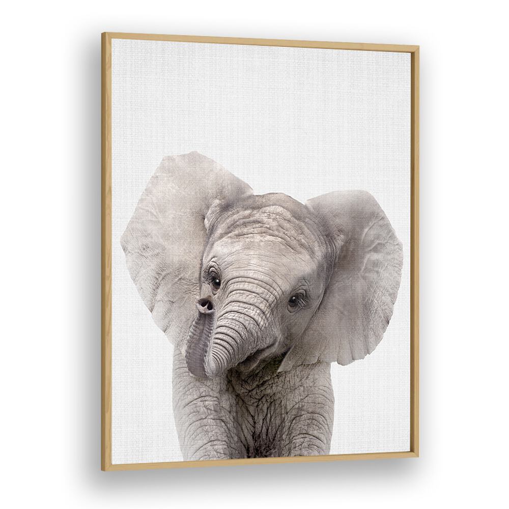 Peekaboo Baby Elephant By Lola Peacock Kids Room Paintings in Oak Wood Plain Frame