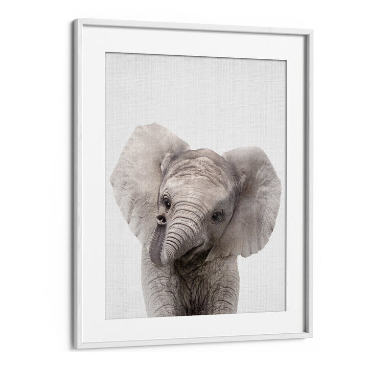 Peekaboo Baby Elephant By Lola Peacock Kids Room Paintings in White Frame With Mount