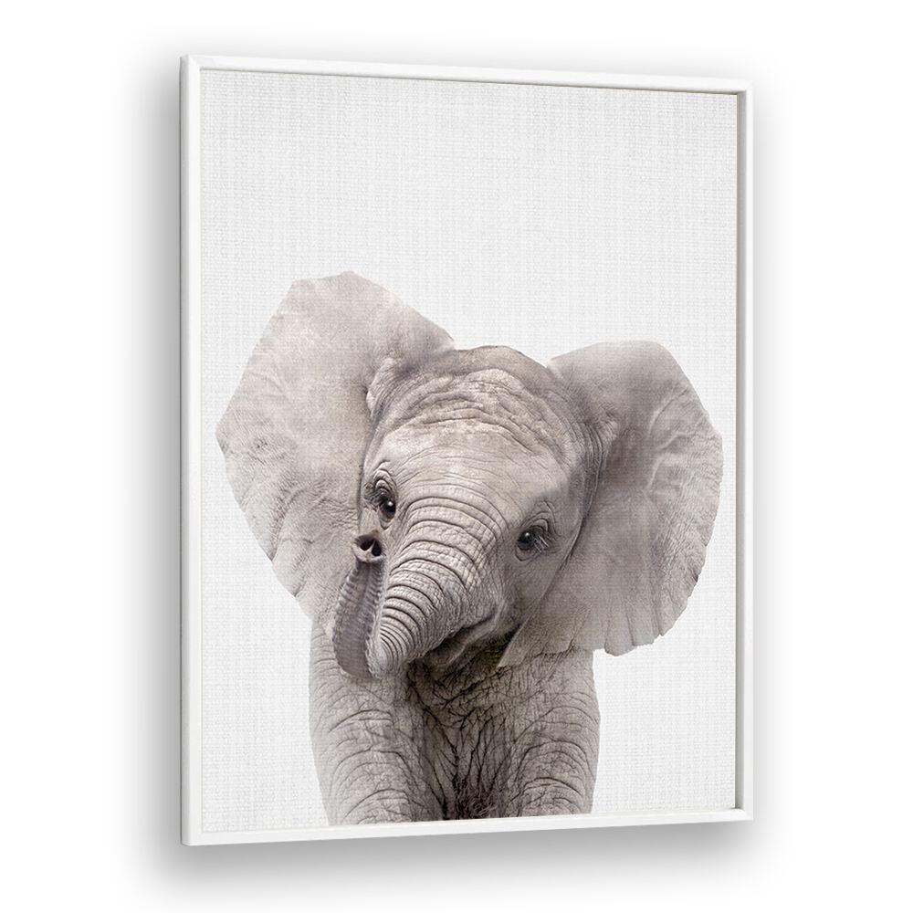 Peekaboo Baby Elephant By Lola Peacock Kids Room Paintings in White Plain Frame