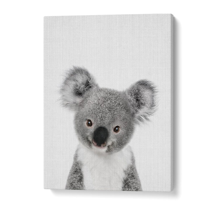 Peekaboo Baby Koala By Lola Peacock Kids Room Paintings in Gallery Wrap