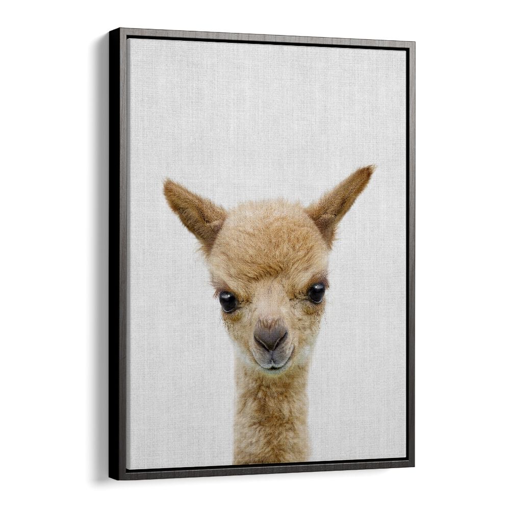 Peekaboo Baby Llama By Lola Peacock Kids Room Paintings in Black Floater Frame