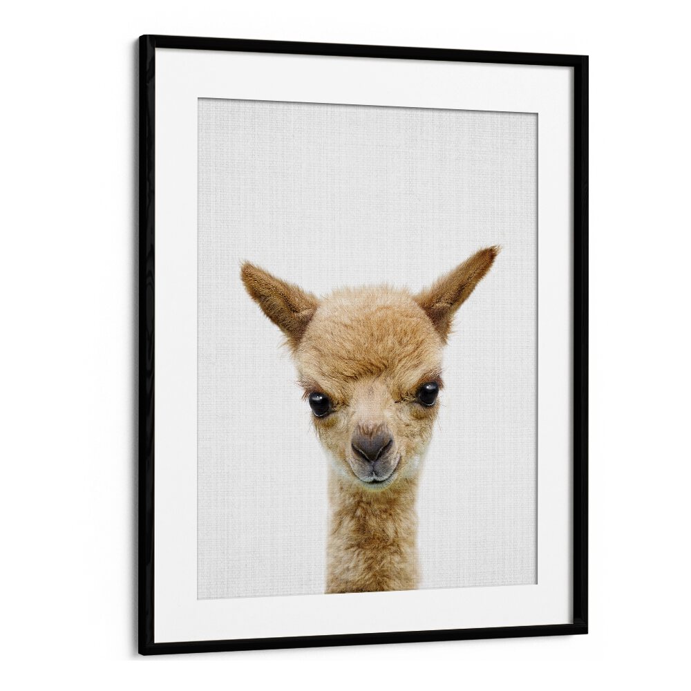 Peekaboo Baby Llama By Lola Peacock Kids Room Paintings in Black Frame With Mount