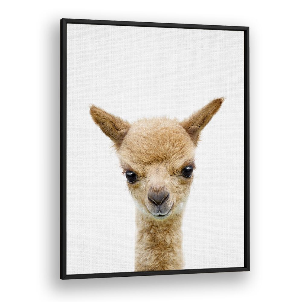 Peekaboo Baby Llama By Lola Peacock Kids Room Paintings in Black Plain Frame