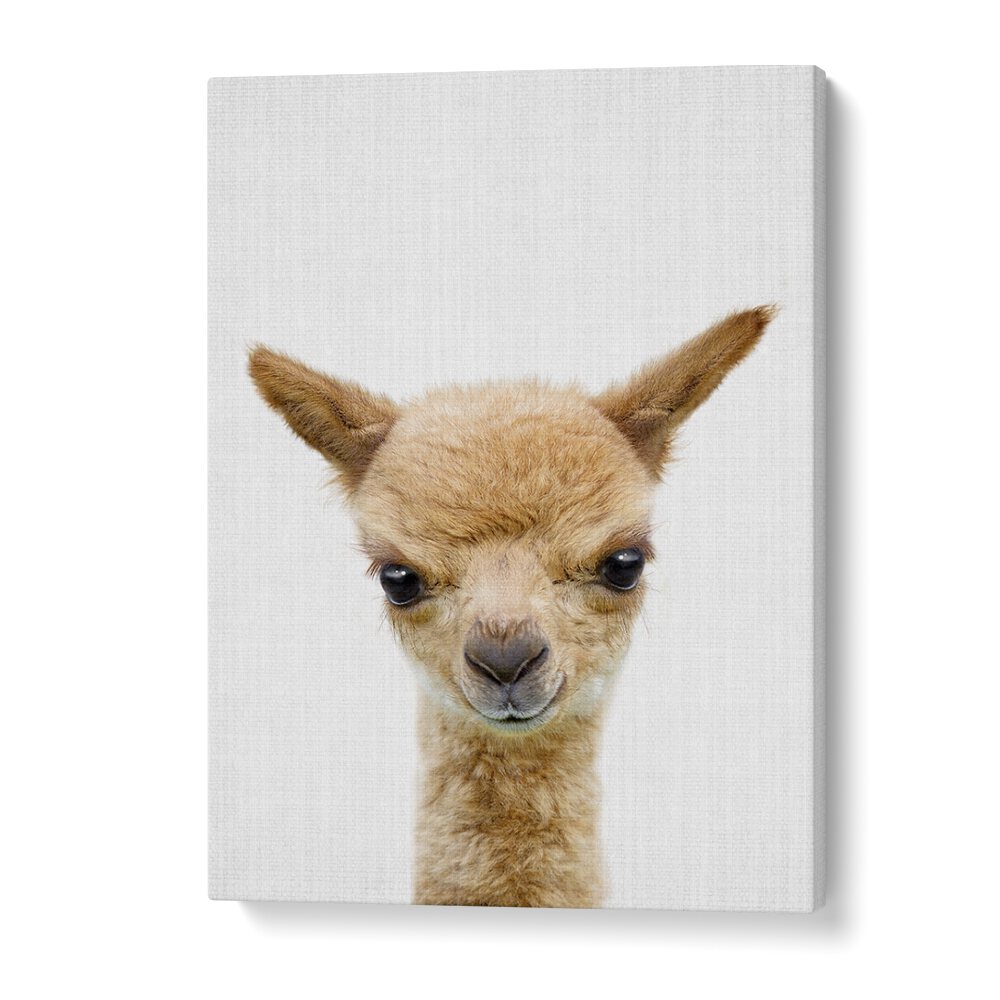 Peekaboo Baby Llama By Lola Peacock Kids Room Paintings in Gallery Wrap