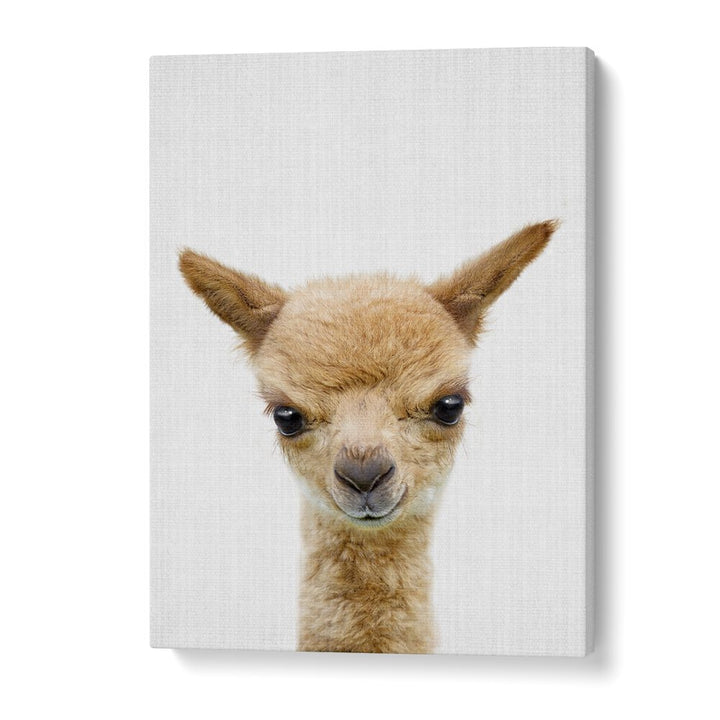 Peekaboo Baby Llama By Lola Peacock Kids Room Paintings in Gallery Wrap