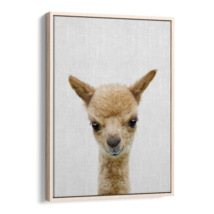 Peekaboo Baby Llama By Lola Peacock Kids Room Paintings in Oak Wood Floater Frame