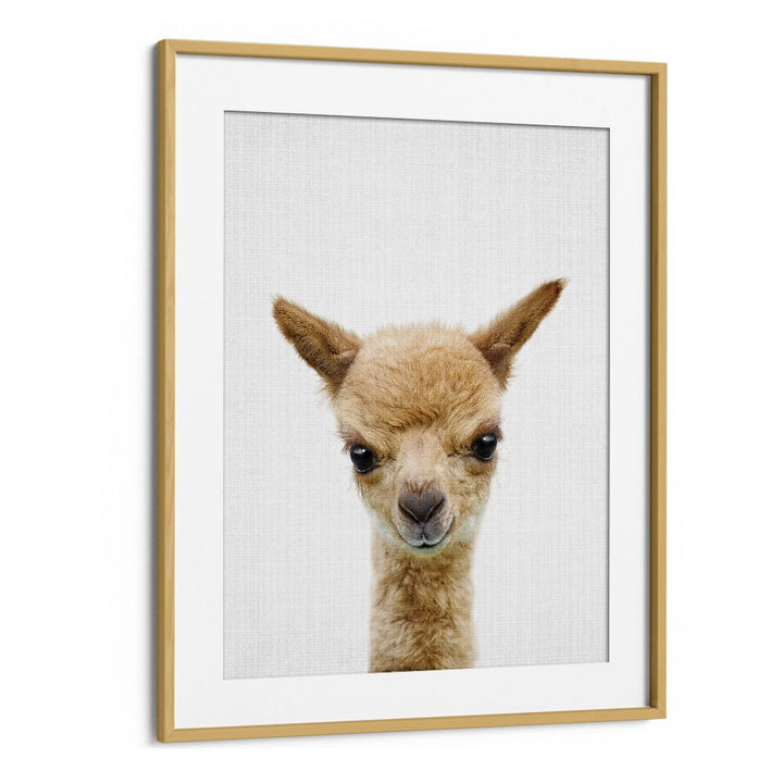 Peekaboo Baby Llama By Lola Peacock Kids Room Paintings in Oak Wood Frame With Mount