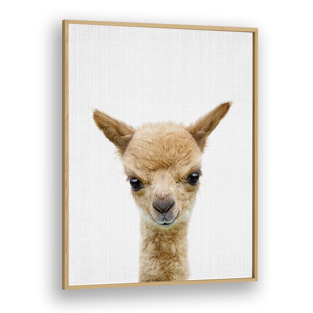 Peekaboo Baby Llama By Lola Peacock Kids Room Paintings in Oak Wood Plain Frame