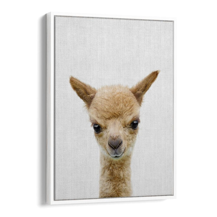 Peekaboo Baby Llama By Lola Peacock Kids Room Paintings in White Floater Frame