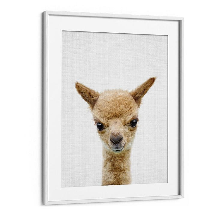 Peekaboo Baby Llama By Lola Peacock Kids Room Paintings in White Frame With Mount